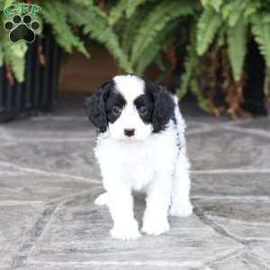 Demi (F1 B), Cavapoo Puppy